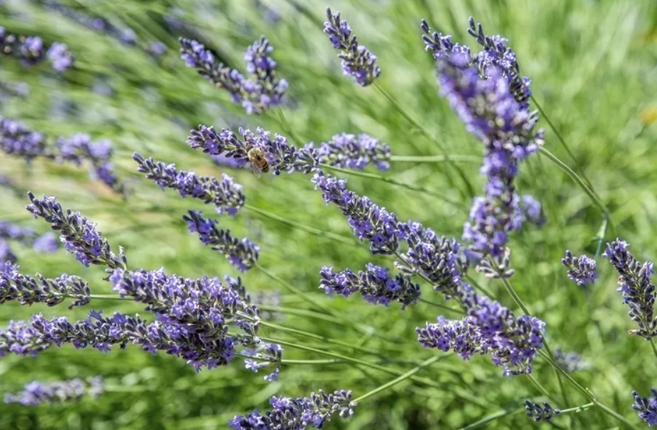 Benefits of Lavender in Body Butters